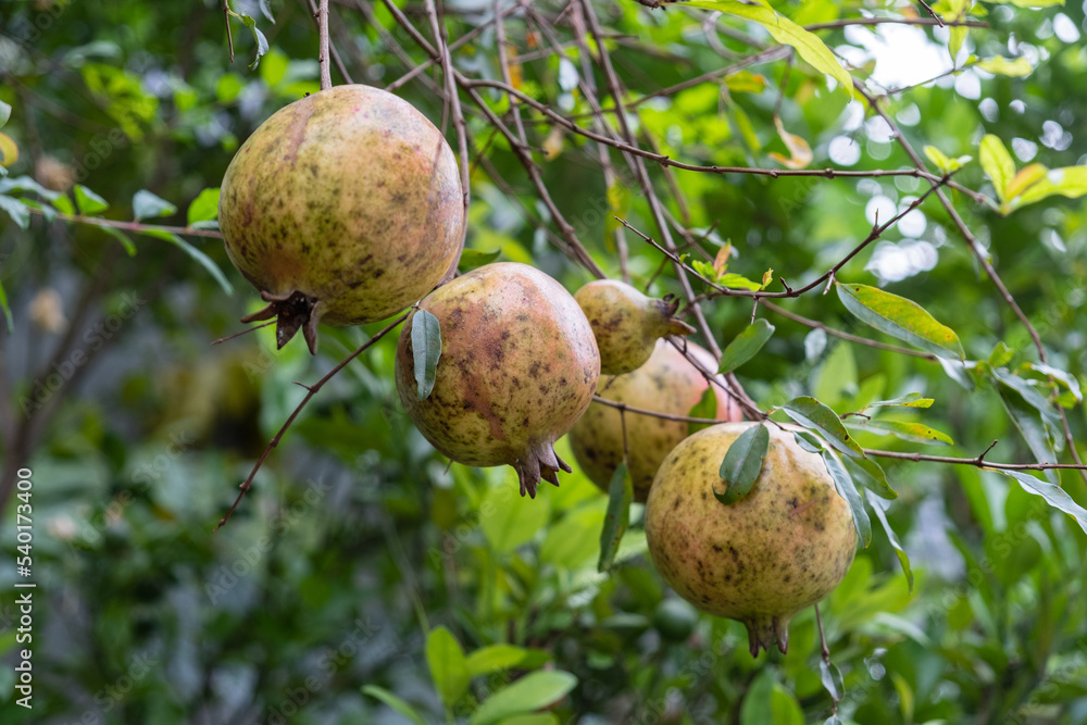 Tropical Fruit Plant Hybrid Dwarf Pomegranate Fruit Tree Punica Granatum Plant Tropical Fruit Plant Hybrid Dwarf Pomegranate Fruit Tree Punica Granatum Plant
