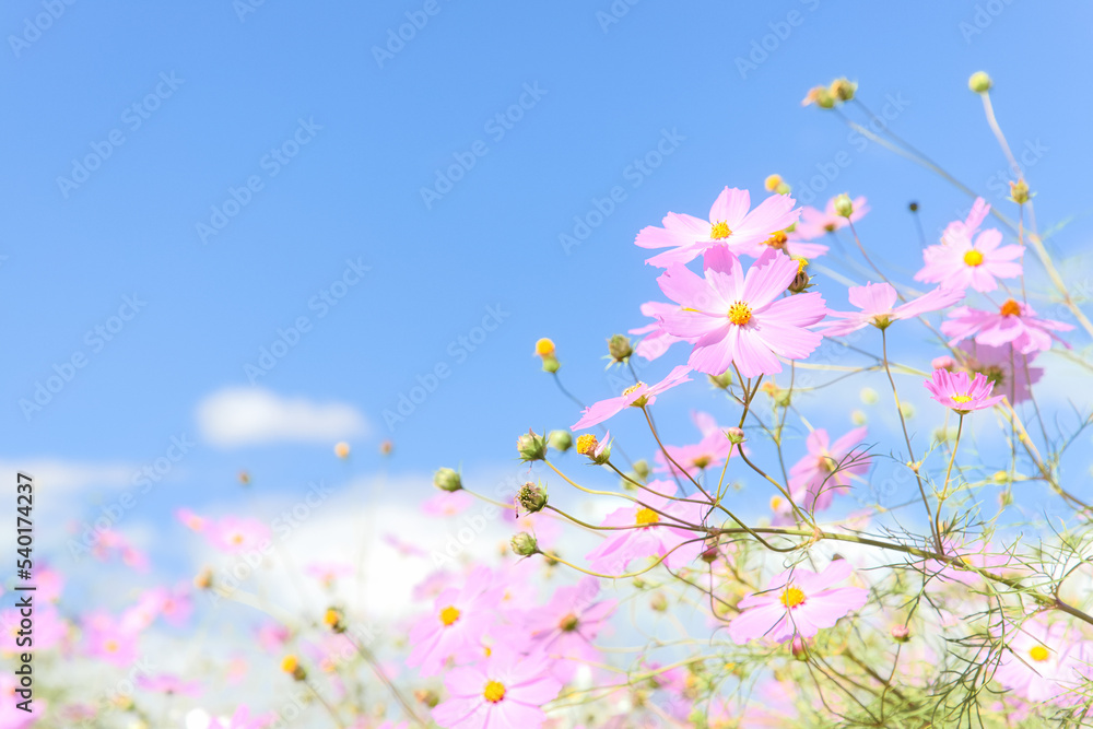 青空に咲くピンクの優しいコスモス