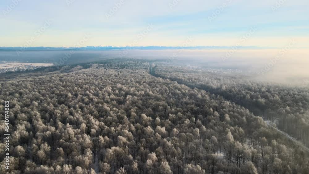 Aerial view of foggy morning over snow covered white forest with frozen trees in cold winter. Dense wild woodland in wintertime