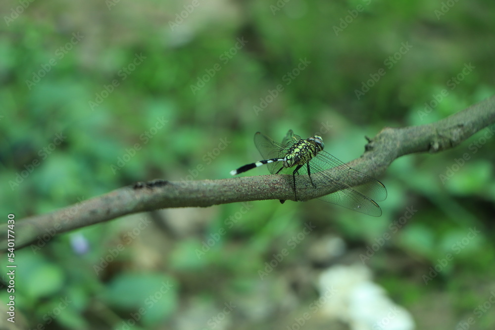 Yellow and green dragonfly over green background Yellow and green dragonfly over green background