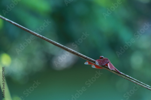 Ruddy Darter Dragonfly perched on stalk © Hasib