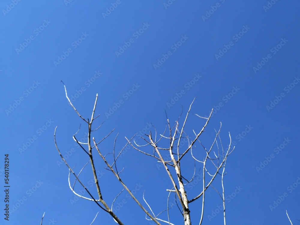dry tree branches on a blue sky background dry tree branches on a blue sky background