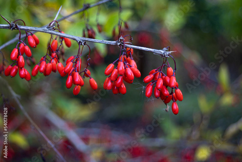 Japanese Barberry (Berberis Thunbergii) Shrub And The Red Cluster of Fruits Hanging From The Stems and Branches.