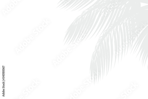Abstract background of palm leaves or coconut leaves on top. Natural pattern, gray shadow. Copy area. For advertisements, business cards, brochures and white backgrounds.