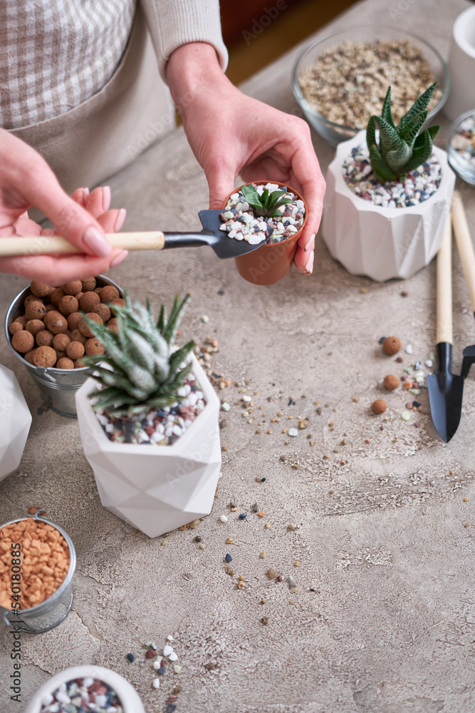 Woman holding Succulent haworthia Plant with roots ready for planting into brown plastic Pot