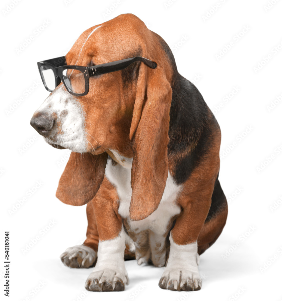 Basset Hound Using a Laptop Computer and Wearing Glasses Basset Hound Using a Laptop Computer and Wearing Glasses