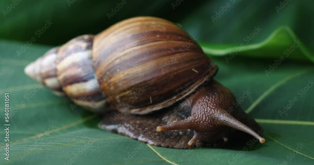 A large tropical snail sits on a green leaf A large tropical snail sits on a green leaf