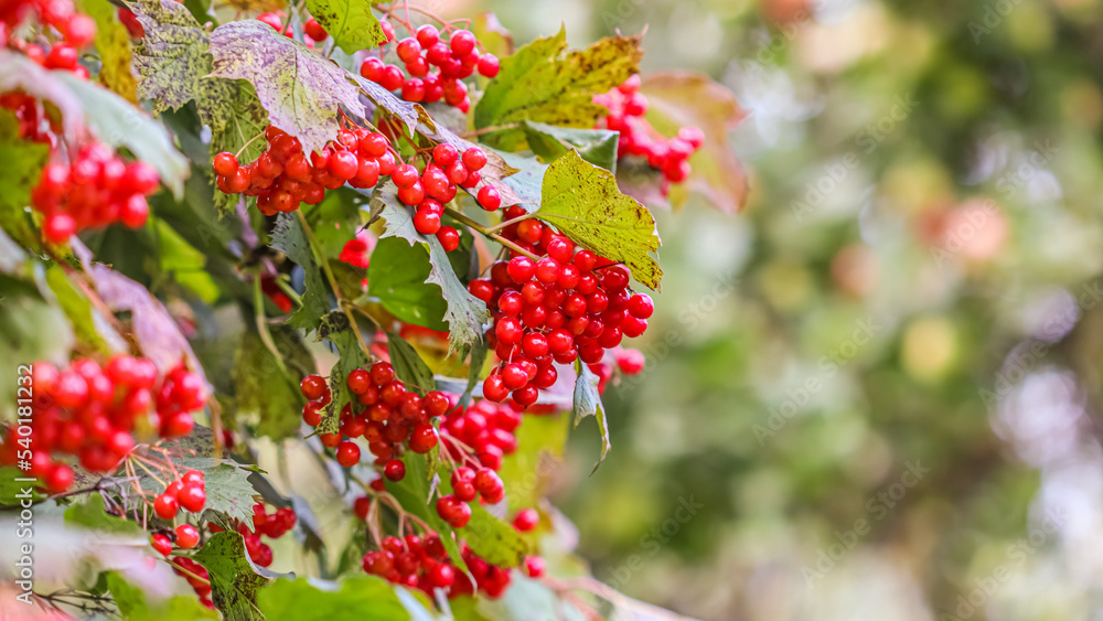 Red berries of viburnum on the branches in the garden. Blurred autumn background