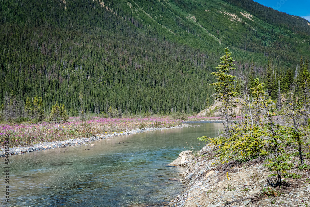 Evergreens and wildflowers growing along the creek from the Athabasca River on the Icefields Parkway in Jasper National Park, Alberta 