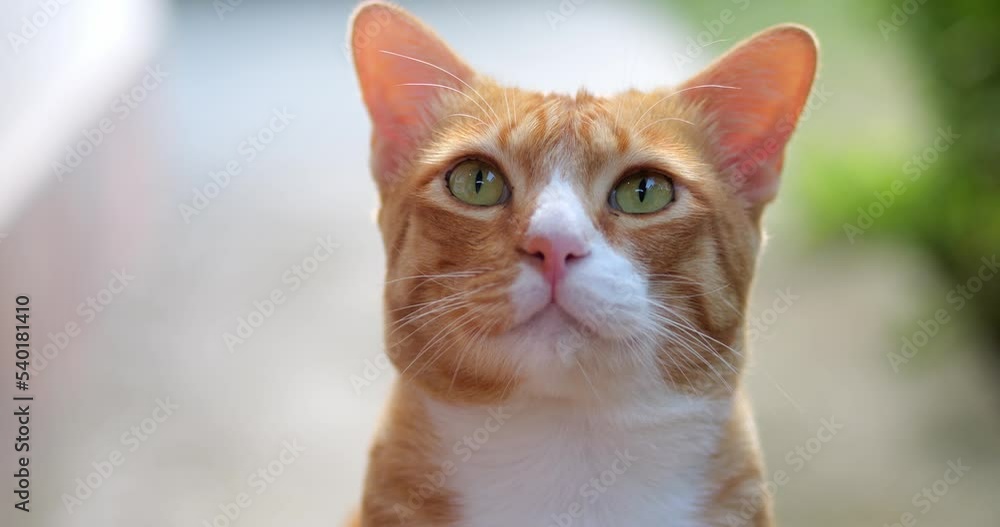 Tabby ginger fluffy cat with big green eyes, looking at the camera, licking his face with his tongue. Portrait of a mammal feline furry animal. Animal themes for advertising web banners Tabby ginger fluffy cat with big green eyes, looking at the camera, licking his face with his tongue. Portrait of a mammal feline furry animal. Animal themes for advertising web banners