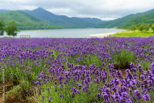 field of lavender © KUMI