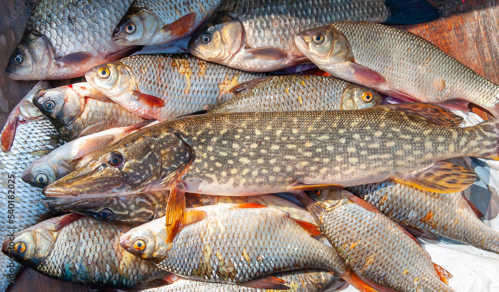 Lots of different fish caught in the boat. Fishing on the river in a boat, a big catch of fishermen. Fishing with spinning and nets, a male hobby. Commercial fishing. Lots of different fish caught in the boat. Fishing on the river in a boat, a big catch of fishermen. Fishing with spinning and nets, a male hobby. Commercial fishing.