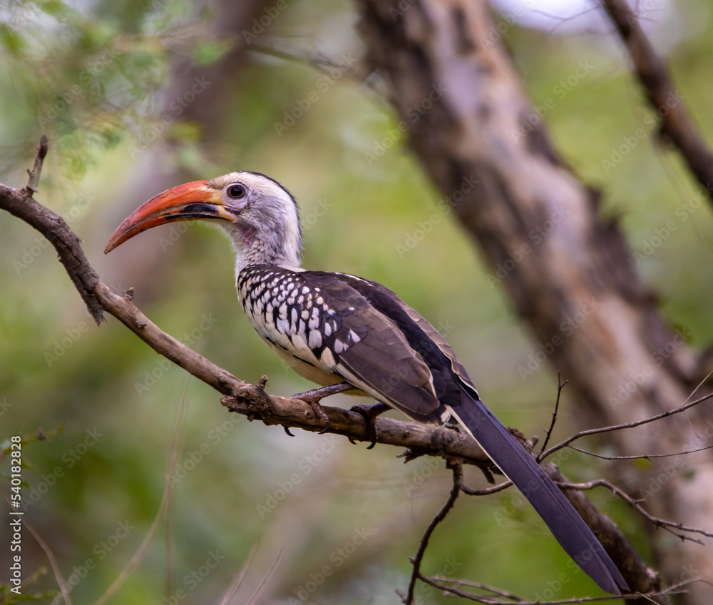 Obraz premium Hornbill