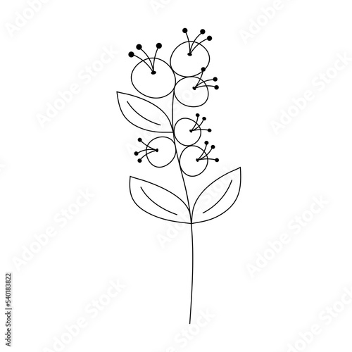 Hand drawn flower with berries in line art doodle style. Botanical decorative element.