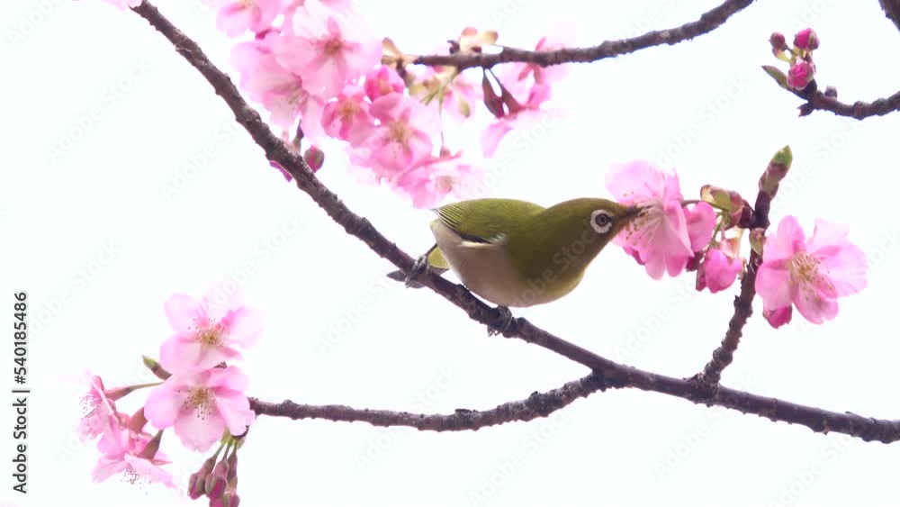 早咲きの桜の花蜜を食べて飛び立つメジロ クローズアップ 4K 早咲きの桜の花蜜を食べて飛び立つメジロ クローズアップ 4K