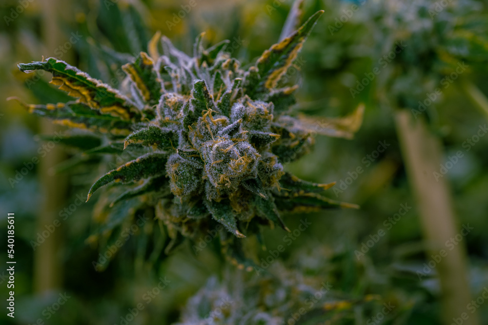 close up of cannabis bud