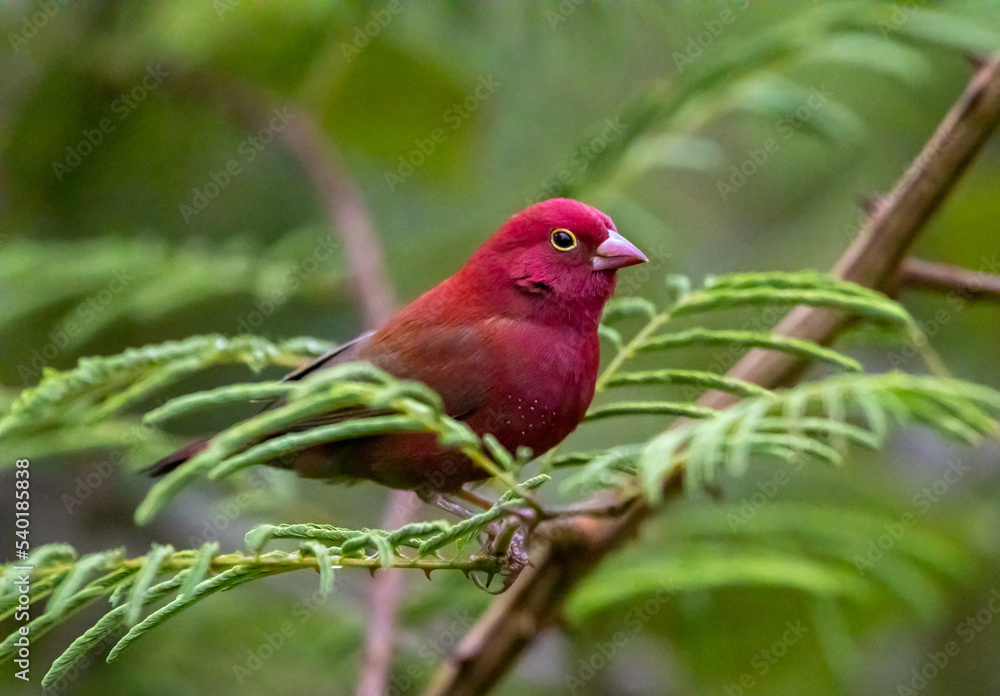 Red-billed firefinch Red-billed firefinch