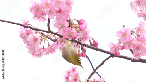 Warbling white-eye, Zosterops Japonicus bird feeding on nectar of cherry flower tree in Japan. Close up. 4K photo
