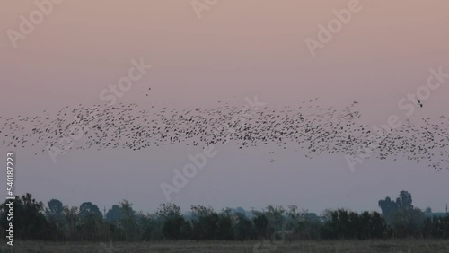 Very large groups of birds flying in the Ebro Delta. Plegadis falcinellus, invasive species. Concept of group. Slow motion