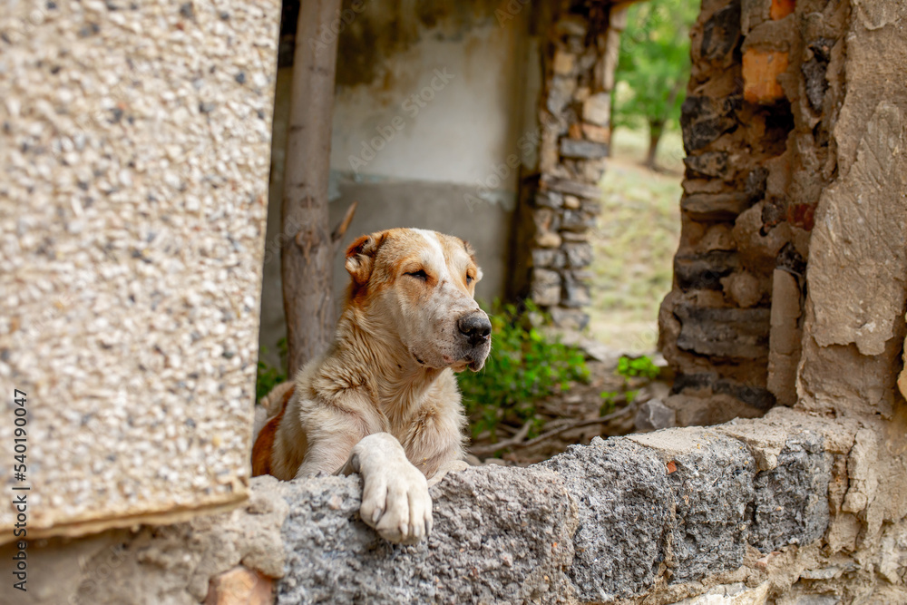 Abandoned animals on the streets of a ruined city, stray dogs near