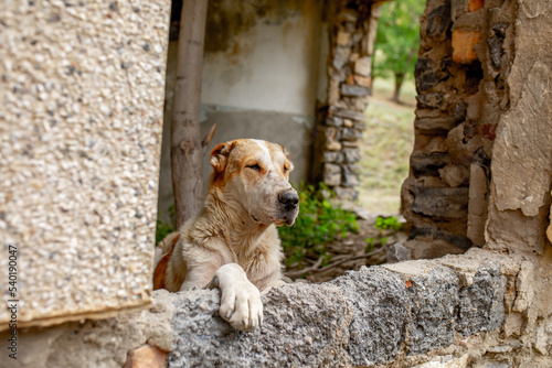 Abandoned animals on the streets of a ruined city, stray dogs near ruined houses. Destroyed and abandoned buildings of the city after the war, bombing, Apocalypse Dead city, ruins, evacuation. photo