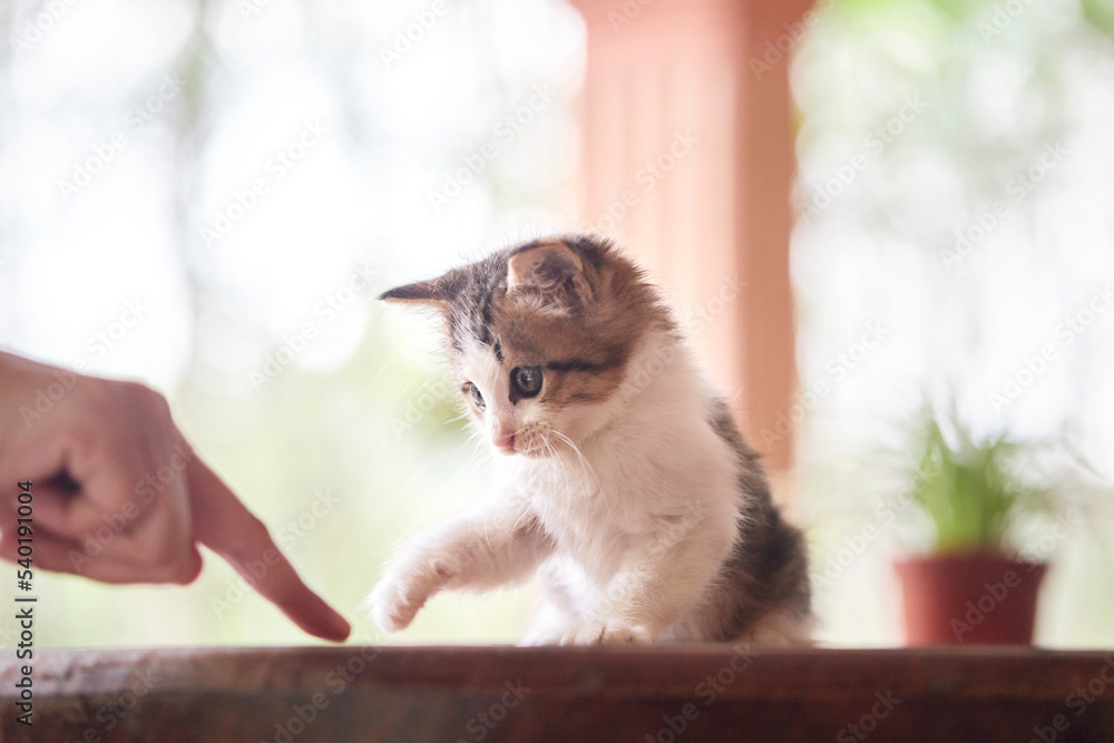 Obraz premium Kitten playing with finger on wooden table