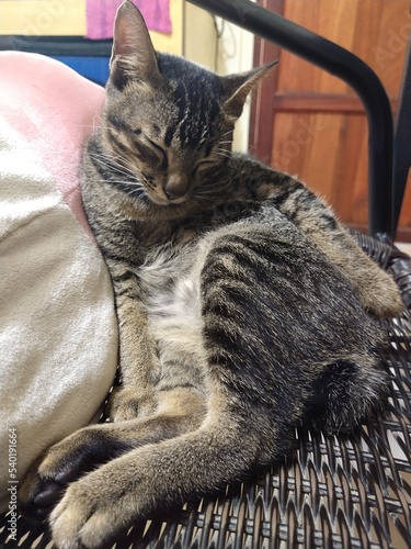 cat on the couch