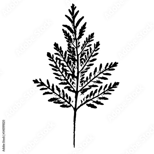 Silhouette of a leaf of a field plant. Ink print of leaf texture isolated on white background. An element of nature for your design.