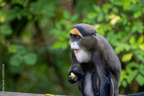 Photography A De Brazza's monkey eating food