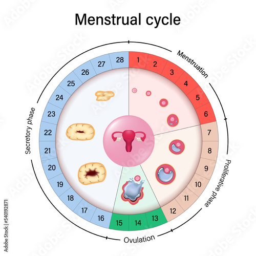 Menstrual cycle chart vector. Menstrual, proliferative ovulation and secretory phases. Follicular phase, ovulation and luteal phase. photo