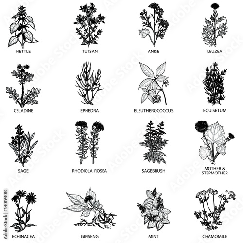 Medicinal herbs icons flat outlines vector collection set