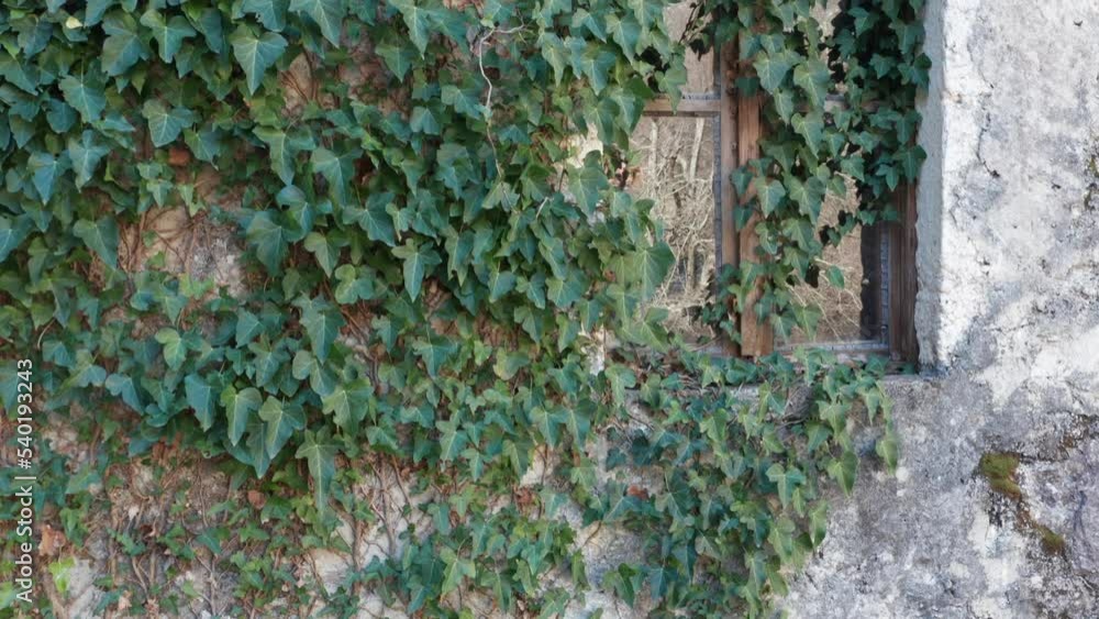 Green ivy leaves climbing up a wall, covering window on an old house, with reflection in the glass of the panes. Evergreen plant hedera helix clinging to the vertical grey surface. Green ivy leaves climbing up a wall, covering window on an old house, with reflection in the glass of the panes. Evergreen plant hedera helix clinging to the vertical grey surface.