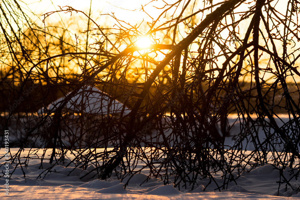 Beautiful winter view of tree branches lit by the sun at sunset Beautiful winter view of tree branches lit by the sun at sunset