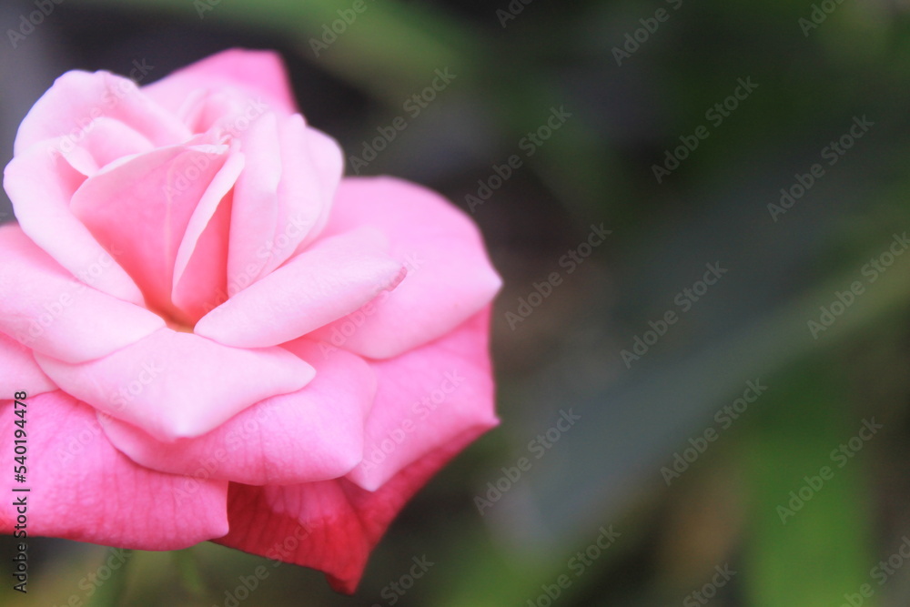 Pink rose blooms on a blur background Pink rose blooms on a blur background