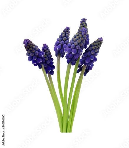 blue muscari flower in spring