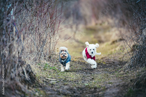 Photography playing dogs with a clothes