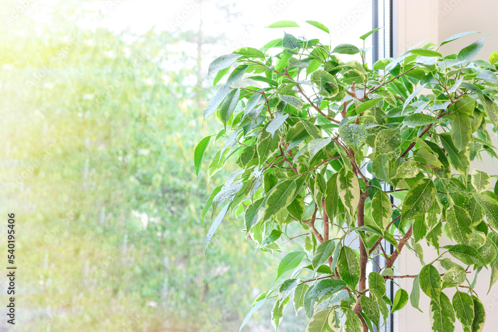 Benjamin ficus tree against a window background. Home gardening and decor. Benjamin ficus tree against a window background. Home gardening and decor.