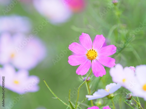 かわいいコスモスの花 © hiro cafe