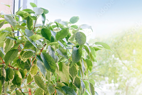 Φωτογραφία Ficus benjamin leaves in water droplets against a window background