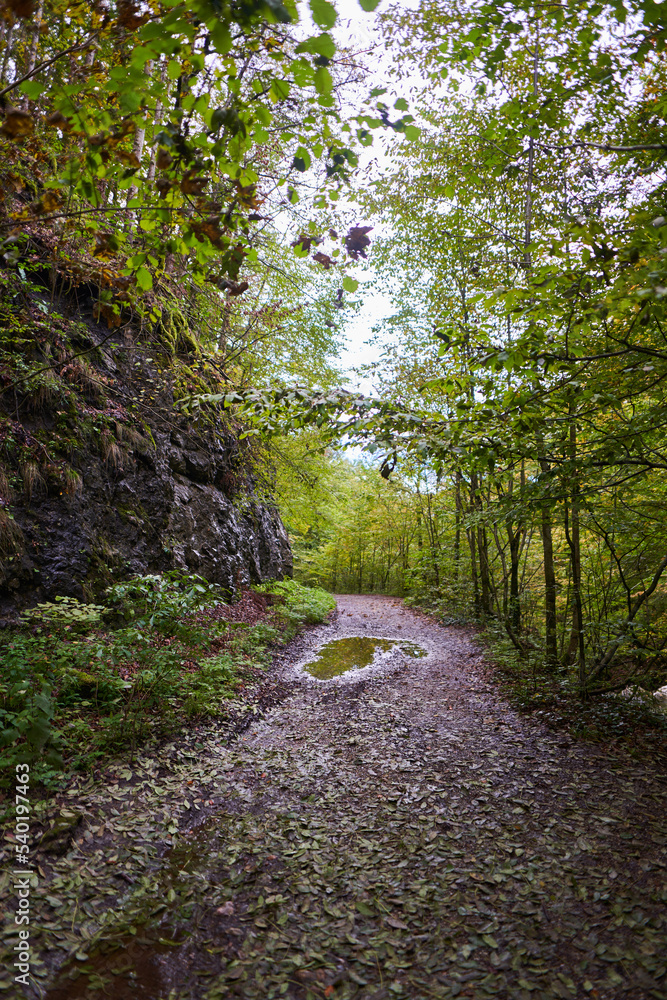 Dirt road in the forest