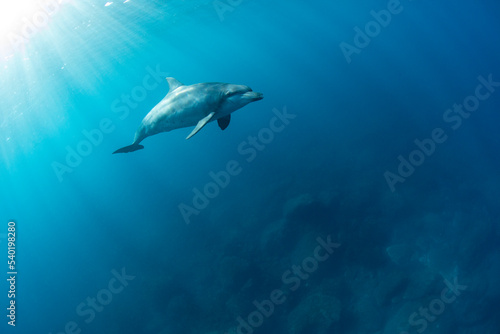 dolphin in the sea © 敏治 荒川