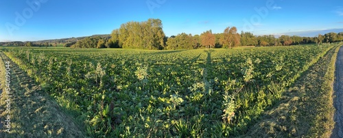 Field and Forest Landscape Panorama in Autumn in Rural Southwestern Germany