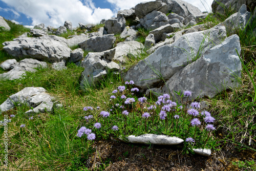 Herzblättrige Kugelblume // Heart-leaved globe daisy (Globularia cordifolia) - Bukumirsko See, Montenegro photo