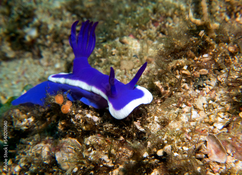 Hypselodoris Bullocki nudibranch Boracay Island Philippines