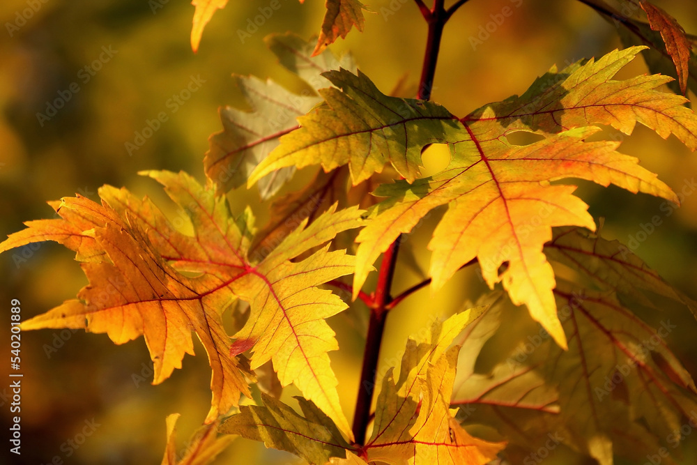 Herbstliches Laub mit Sonnenschein durchflutet Herbstliches Laub mit Sonnenschein durchflutet