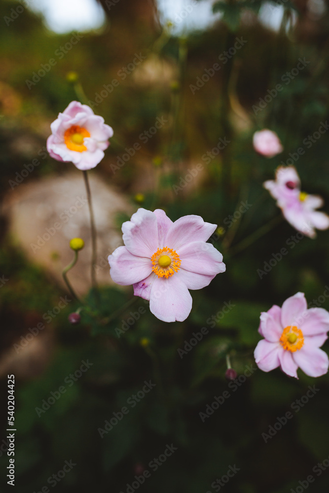 Fototapeta premium Japanese anemone in garden
