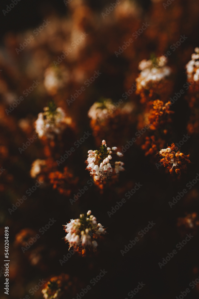 Fototapeta premium heather autumn 