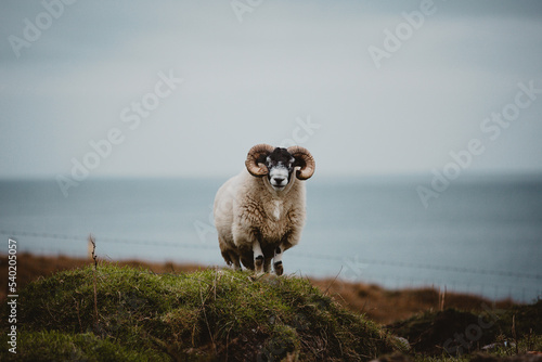 sheep on the hill close to the sea  photo