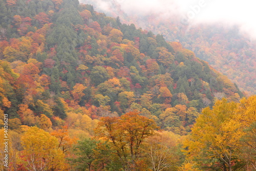 扇沢駅（針の木）近辺の風景。紅葉に染まる山