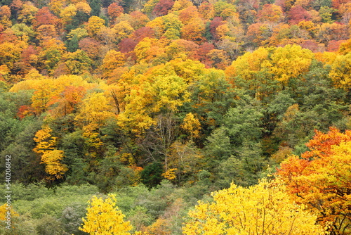 Fototapeta Naklejka Na Ścianę i Meble -  紅葉の山。扇沢沢 唐沢橋付近の風景。